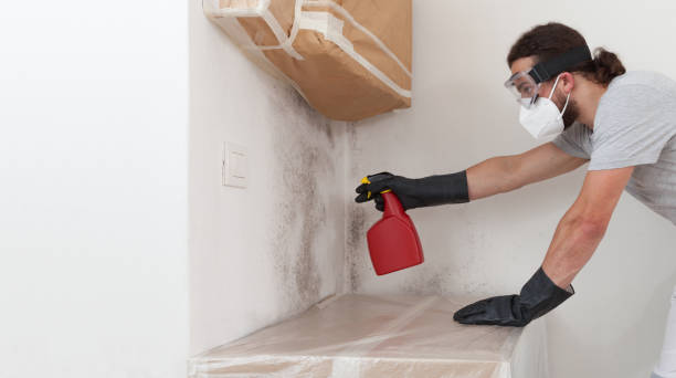 Professional Basement Mold Remediation technician working in Ferndale, MD