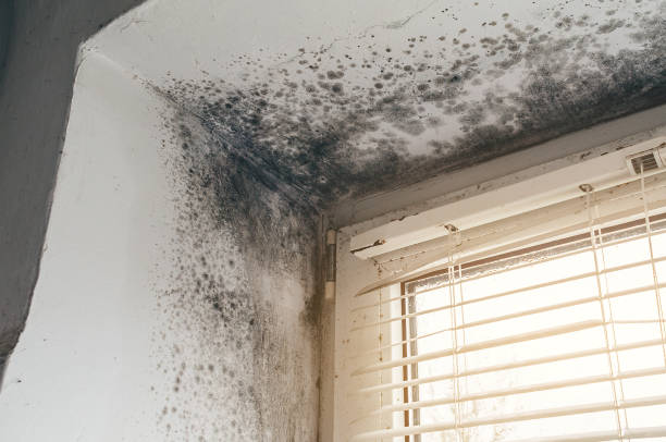 Affordable Basement Mold Remediation solutions in Ferndale, MD